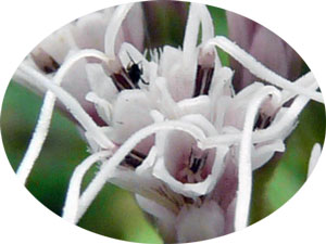 フジバカマ頭花