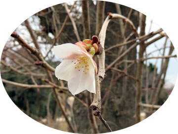 一輪開花した桜