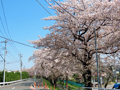 鴨川堤通り公園の桜並木い