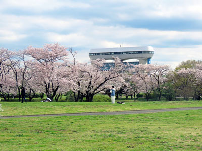 さくらそう水門と桜