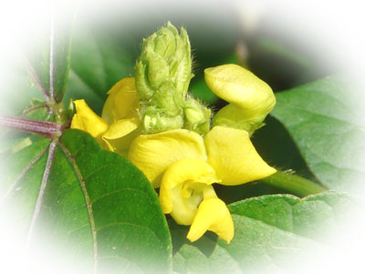 ヤブツルアズキの花