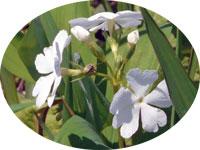 3輪の白花
