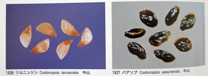 日本の植物種子図鑑