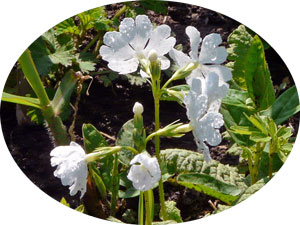サクラソウ白花