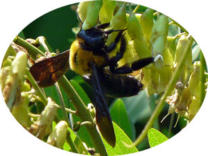 クララを盗蜜するクマバチ