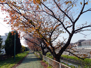 鴻沼川遊歩道