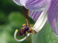 花粉をなめるハナアブ