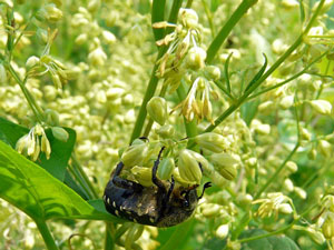 ノカラマツの花にコアオハナムグリ