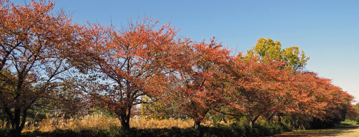 桜草公園の紅葉