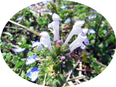 ホトケノザ白花