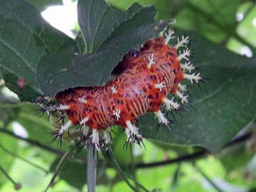 キタテハの幼虫