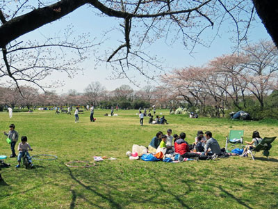 日曜日の桜草公園