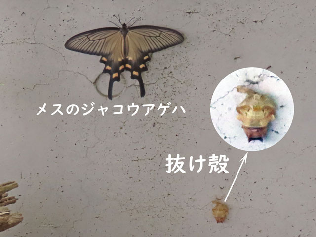 WREAQn̉H