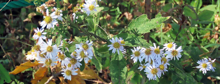 �m�R���M�N