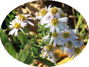 �m�R���M�N�̉�