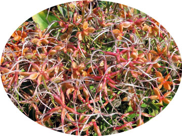 ���E�K�M�N