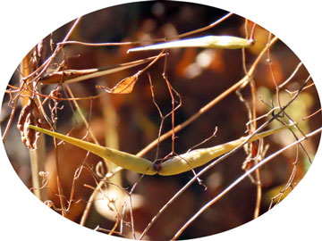 �R�J�����d��