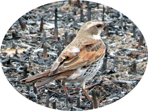 �n�`�W���E�c�O�~