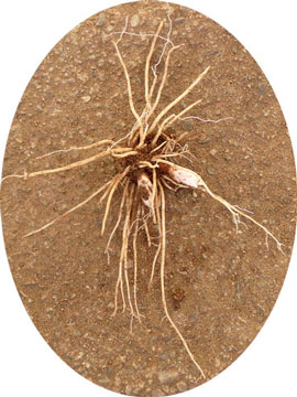 �T�N���\�E�̍�