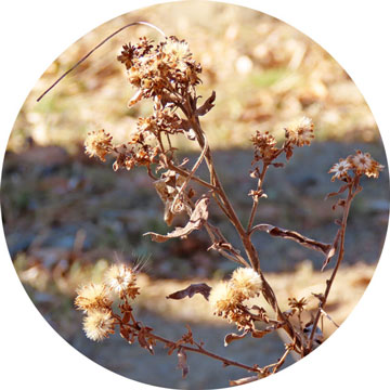 �m�R���M�N