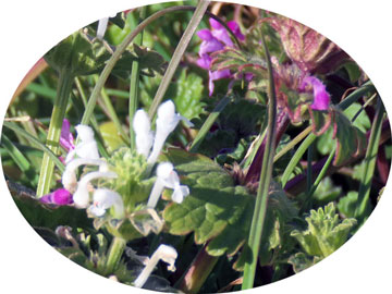 ���ԃz�g�P�m�U