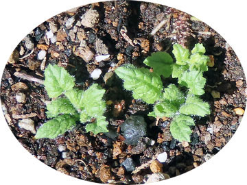 �T�N���\�E