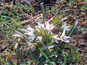 �q���n�A�}�i