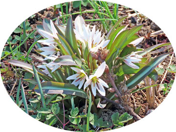 �q���n�A�}�i